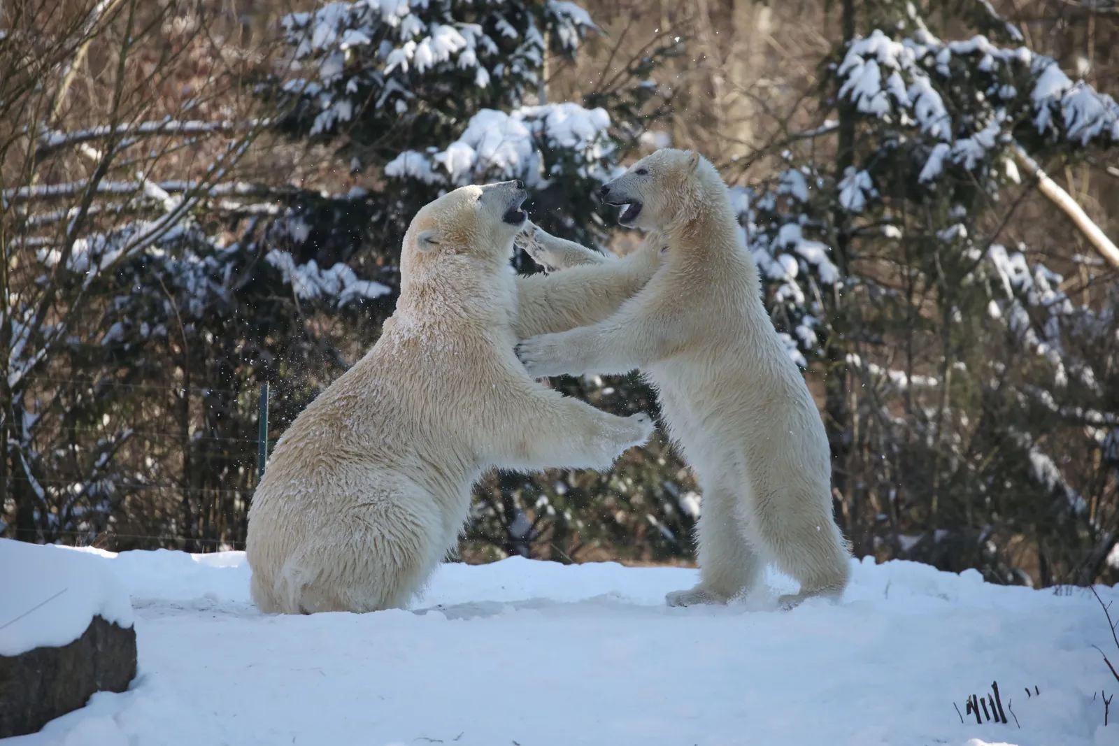 Eisbären im Erlebnis-Zoo im Winter